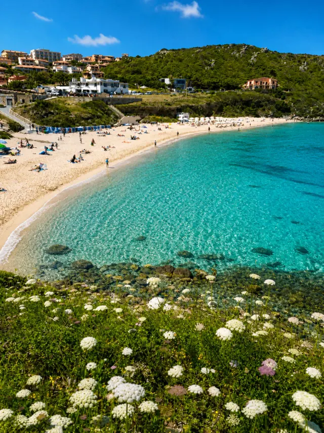Rena Bianca, Santa Teresa Gallura — baia di sabbia chiara con fiori selvatici e acqua cristallina